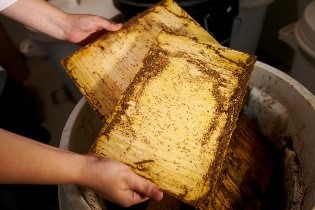 Laboratorio de ensayos biológicos