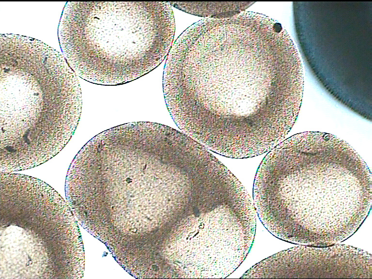 Biotasma