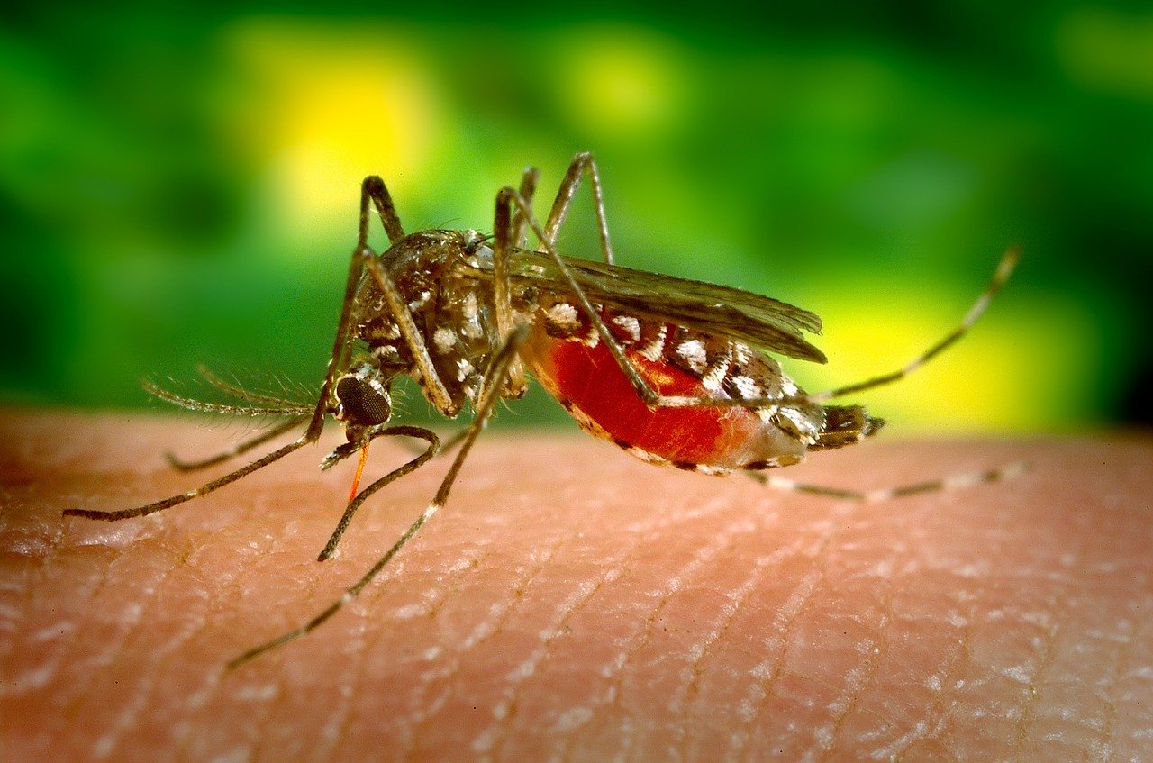 Ensayos de eficacia de productos biocidas