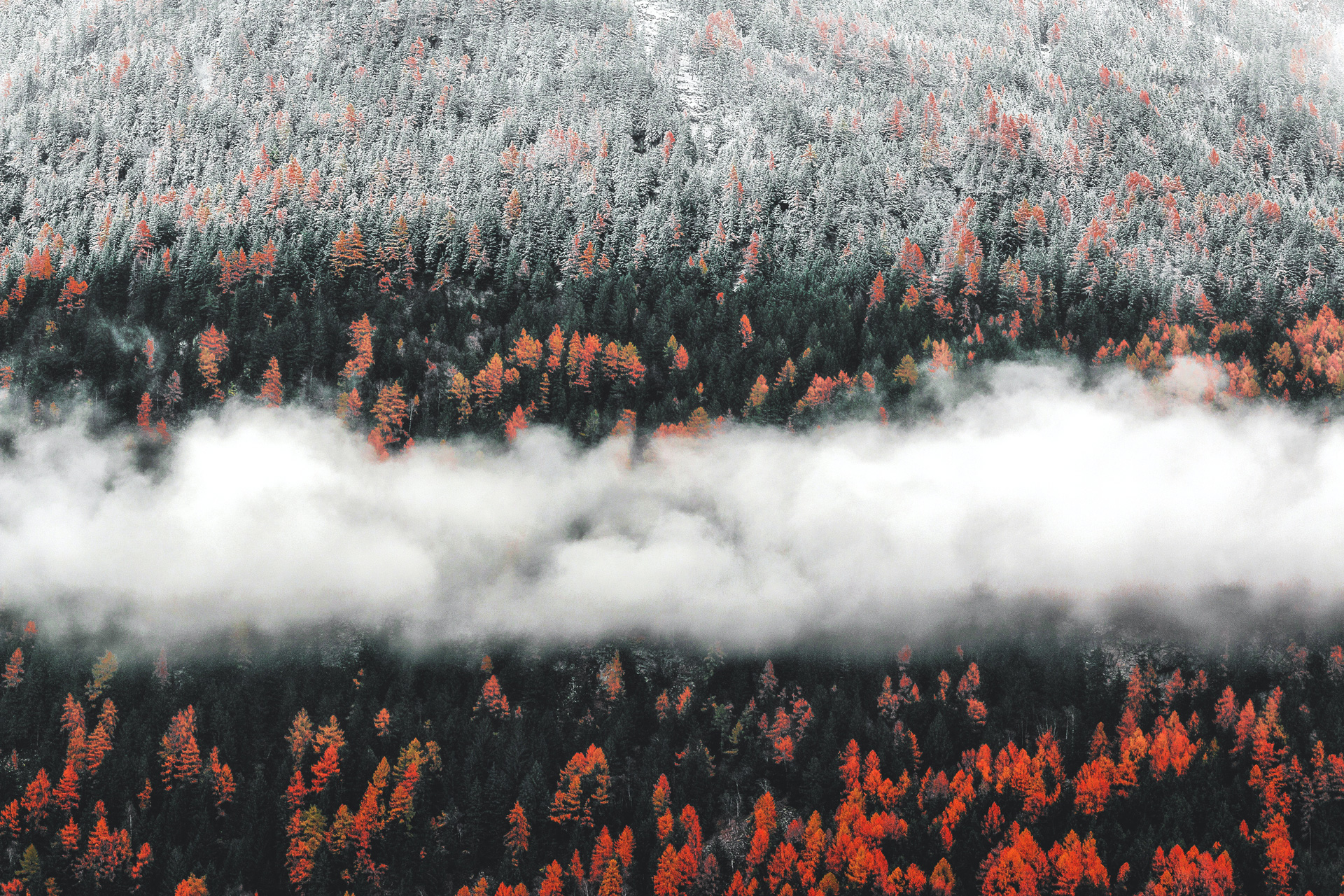 Colaboramos en un estudio de mercado que ayudará a gestionar las zonas forestales frente a los impactos del cambio climático