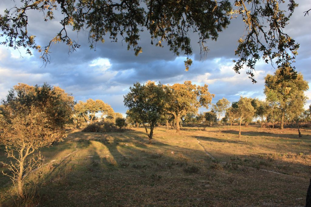 Finca con árboles