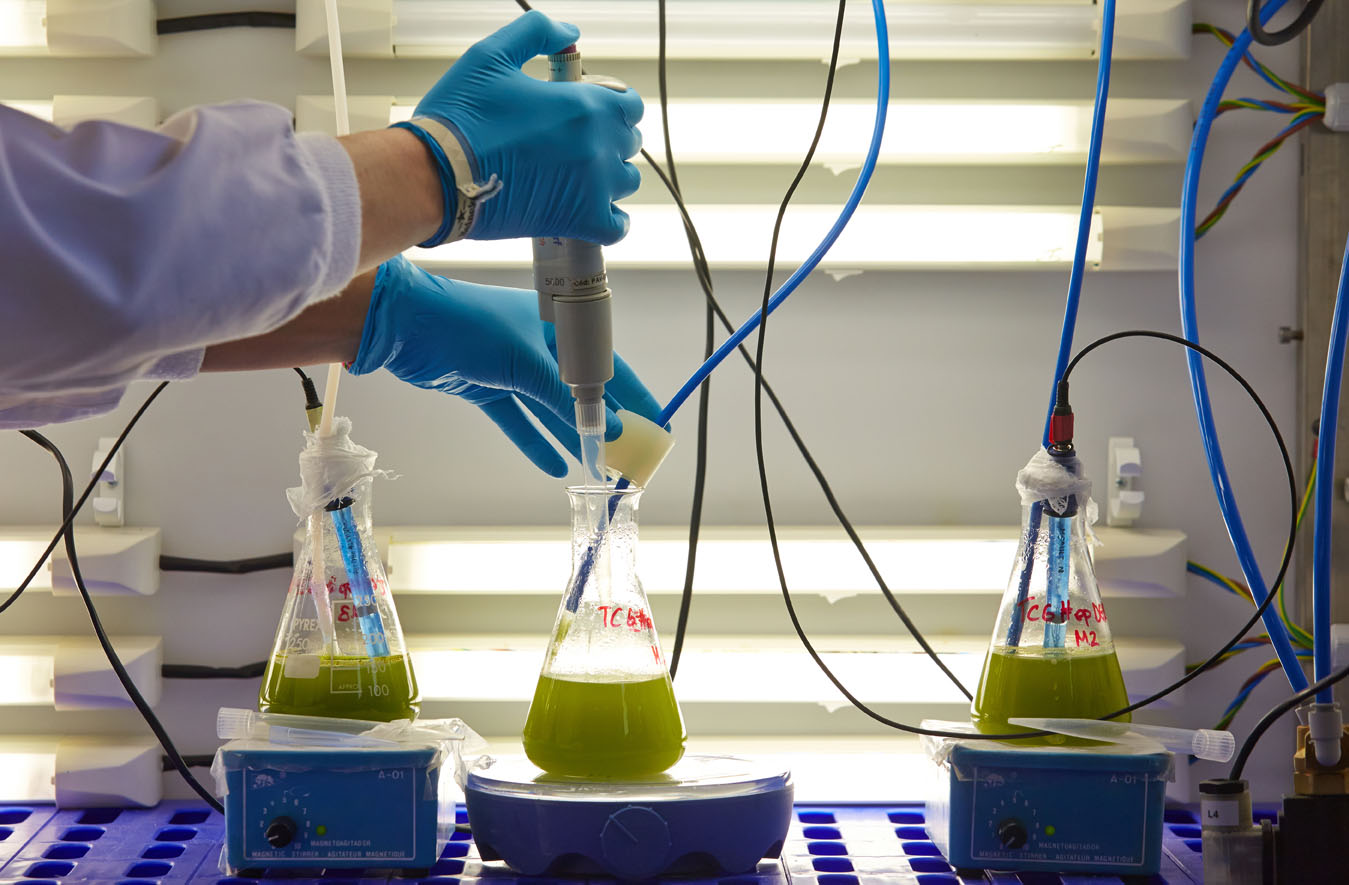Cultivo de algas en el laboratorio
