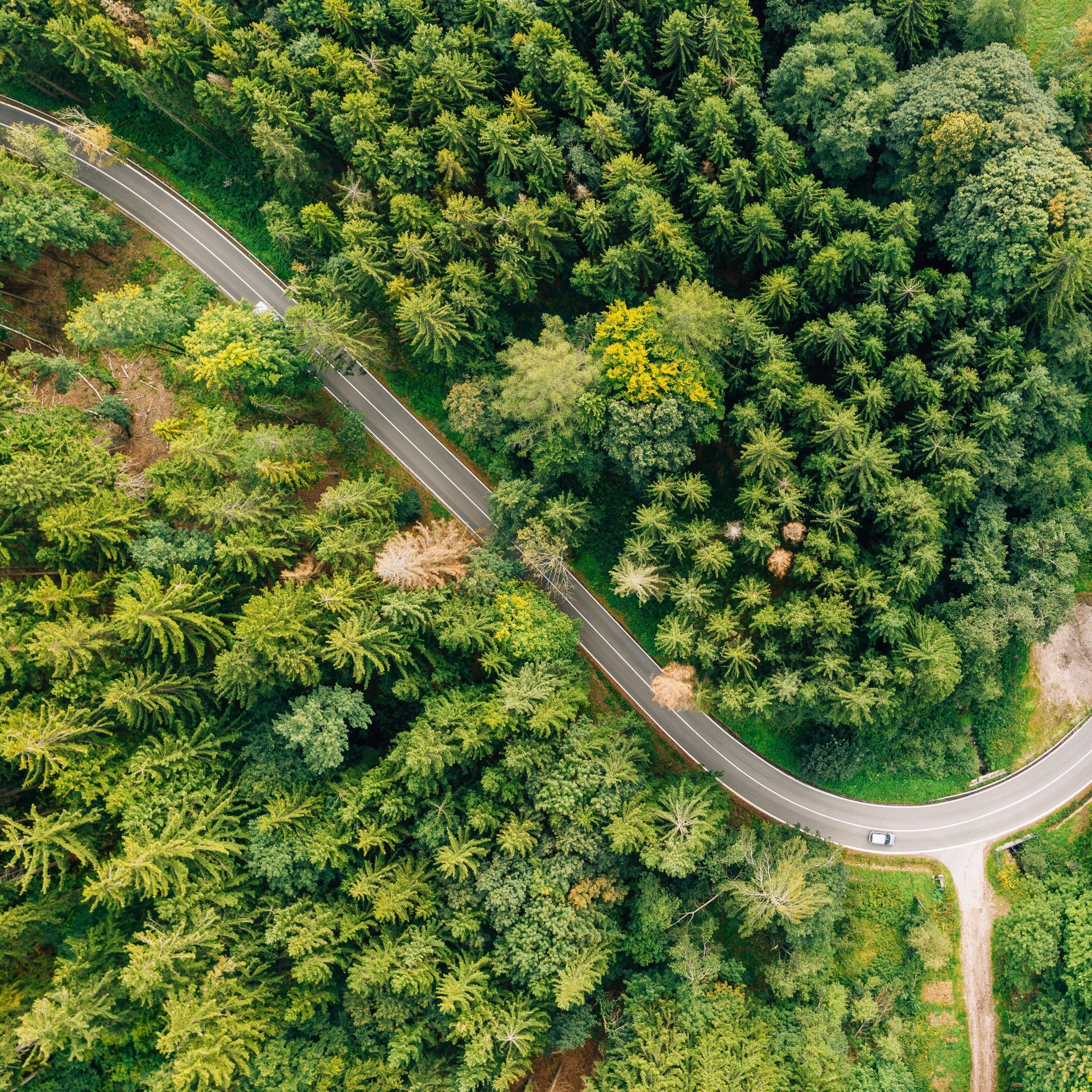 Bosque verde European Green Deal