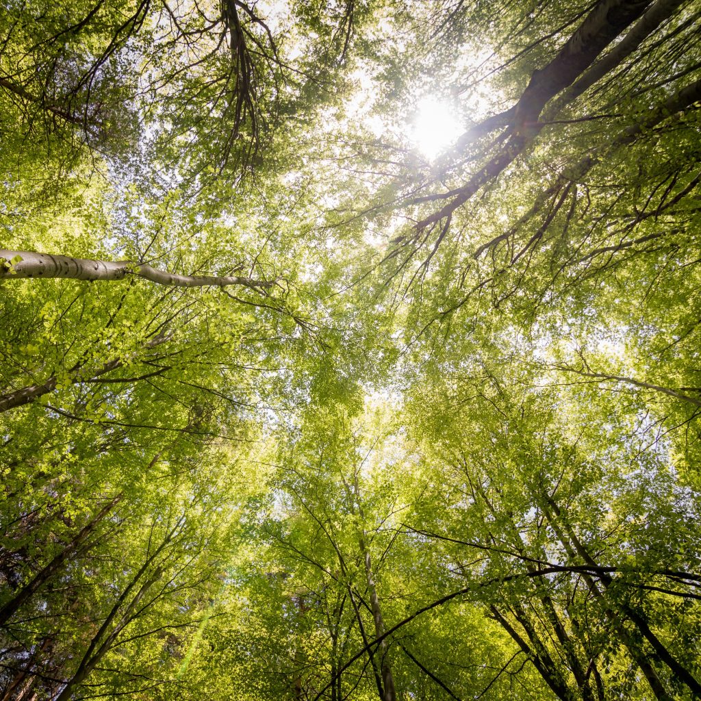 Medio ambiente