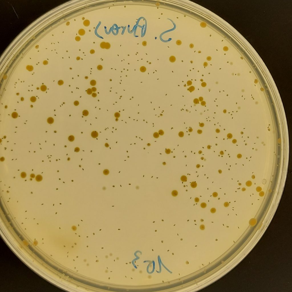 Ensayo de bacterias