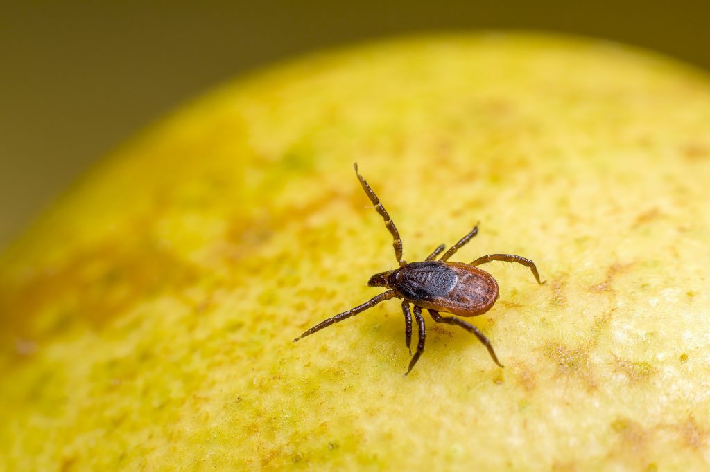 Mosquitos y garrapatas: ¡felices con el cambio climático!
